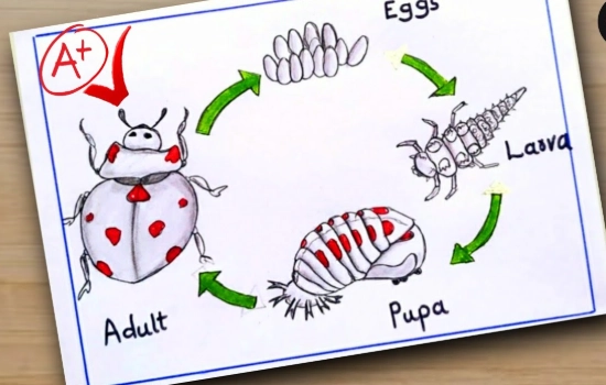 ladybug life cycle stages