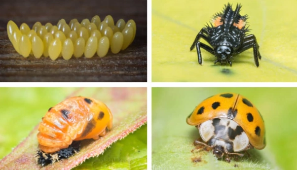 ladybug life cycle stages