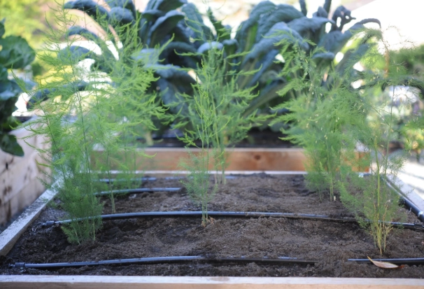 asparagus planting guide asparagus planting guide