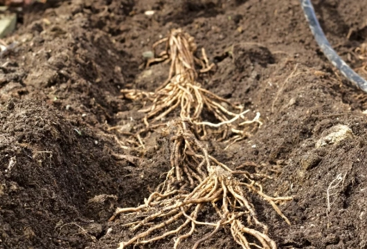 growing asparagus growing asparagus