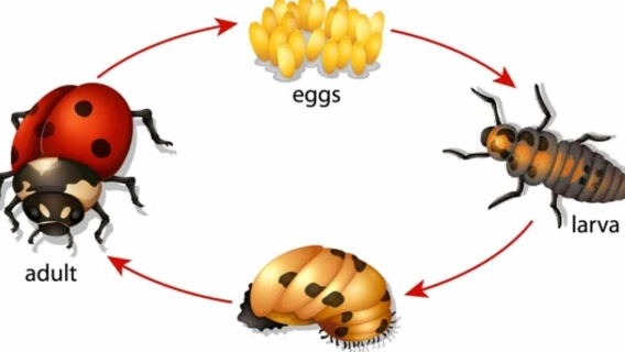 how long do ladybugs live