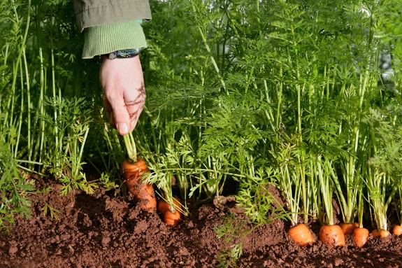 how to grow carrots how to grow carrots