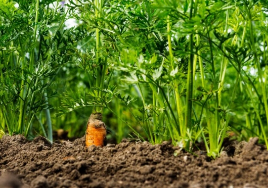 how to plant carrot seeds how to plant carrot seeds