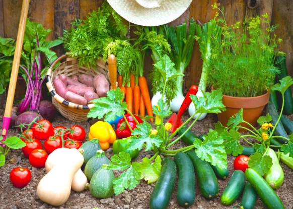 how to start a vegetable garden how to start a vegetable garden