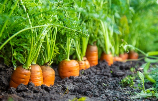 how to plant carrot seeds how to plant carrot seeds