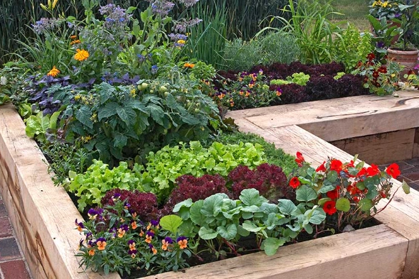 raised bed gardening tips raised bed gardening tips