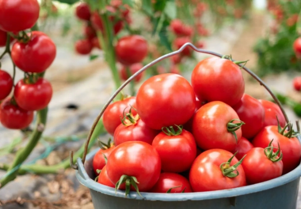 how to tell tomatoes are ripe how to tell tomatoes are ripe