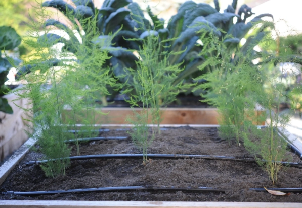 when to plant asparagus when to plant asparagus