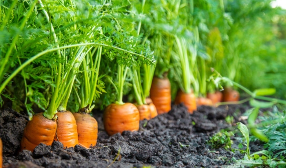 best soil for carrots best soil for carrots