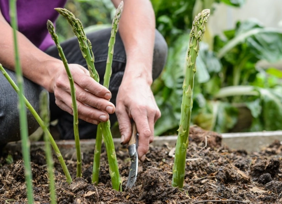 asparagus planting season asparagus planting season