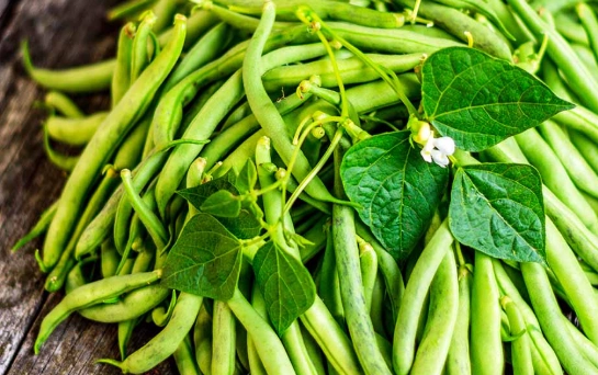green bean planting guide green bean planting guide