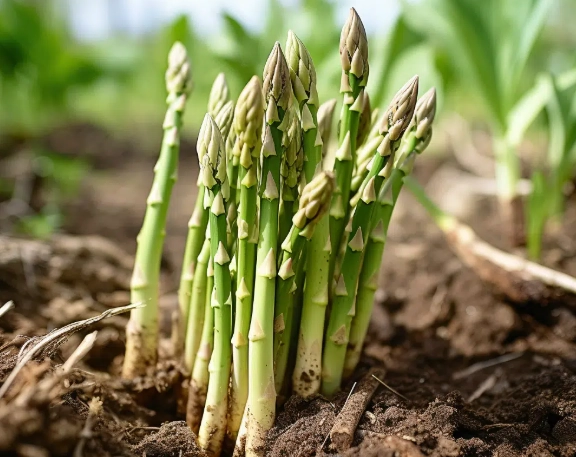 how to plant asparagus how to plant asparagus