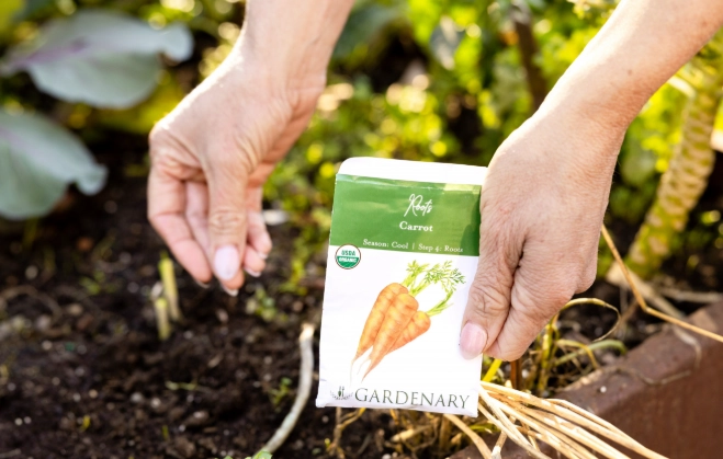 carrot planting schedule carrot planting schedule