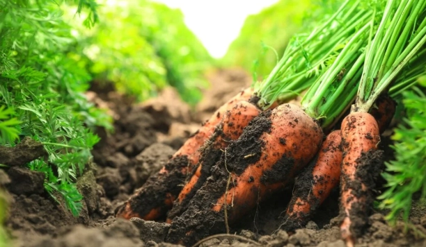 when to plant carrots when to plant carrots