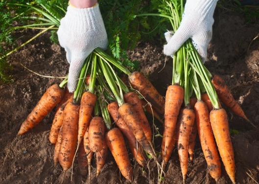 how to grow carrots from seed