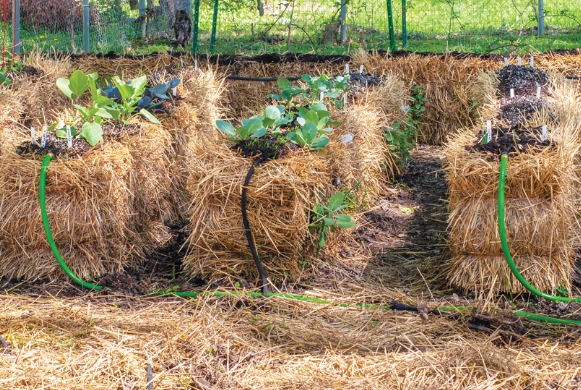 how to start a straw bale garden
