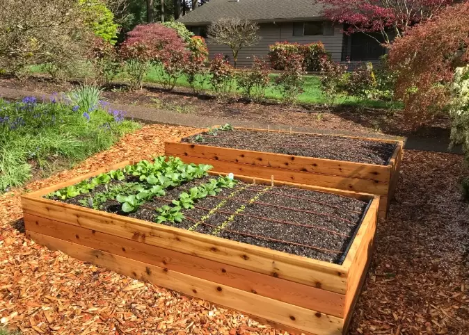 raised bed gardening
