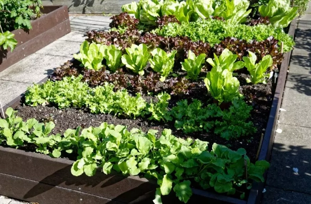 best soil for raised beds