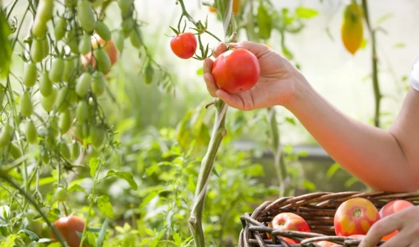 tomato harvest time tomato harvest time