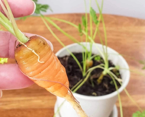 carrot planting guide