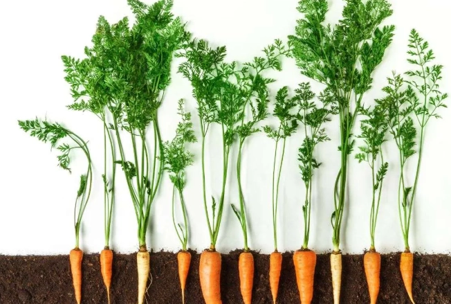 best time to plant carrots best time to plant carrots