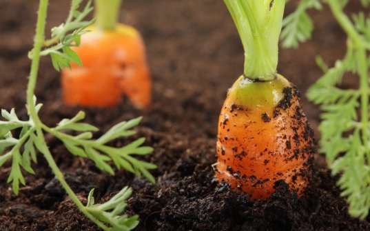 planting carrot seeds