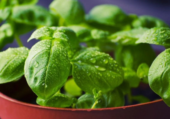 how to grow basil