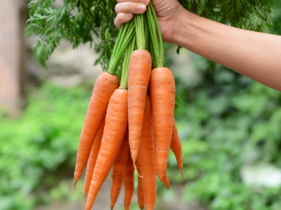 carrot plant care