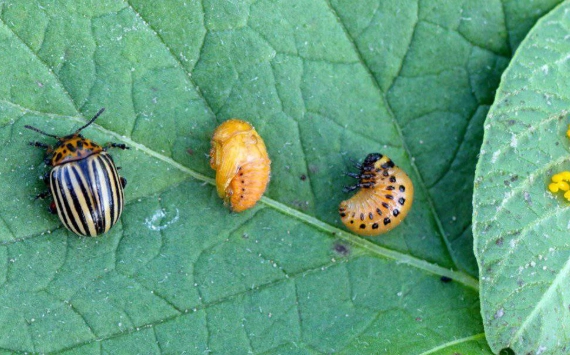 lady beetle life cycle