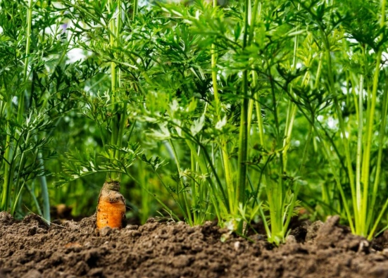 how to grow carrots from seed