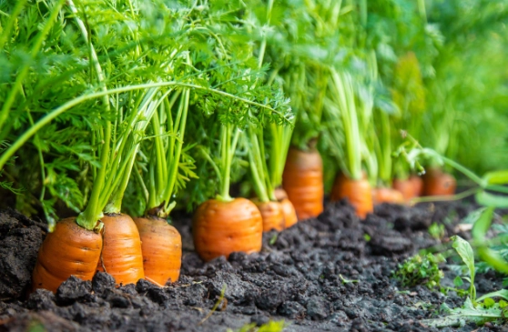 carrot planting guide