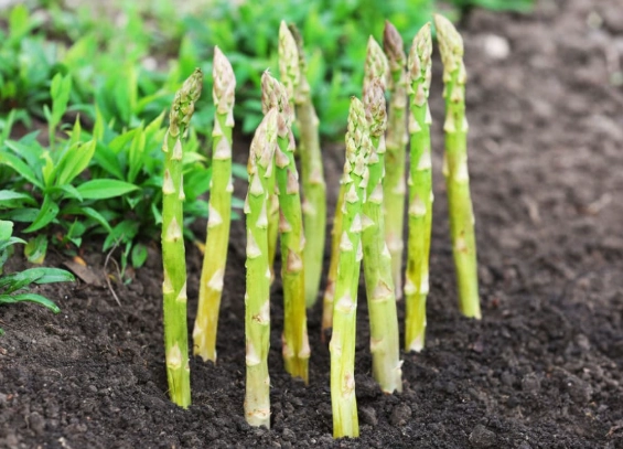 when to plant asparagus when to plant asparagus