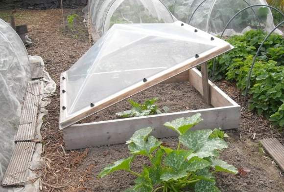 what to grow in a cold frame