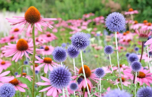 deer resistant perennials
