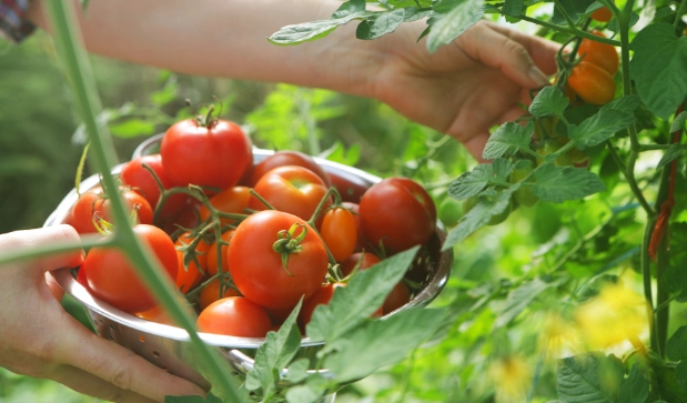 tomato harvest time tomato harvest time