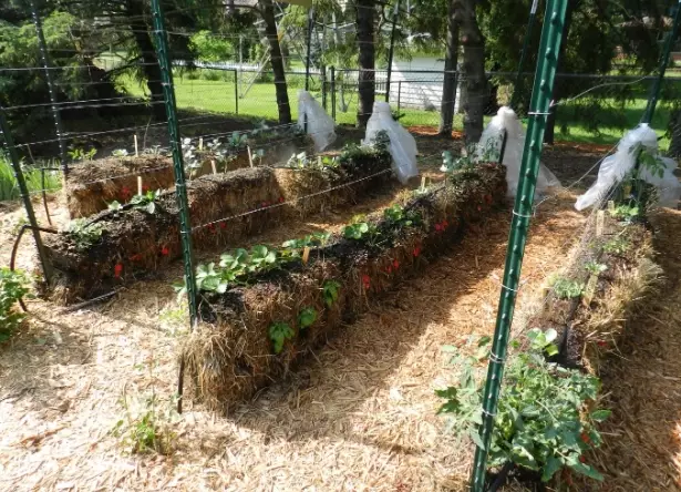 straw bale gardening