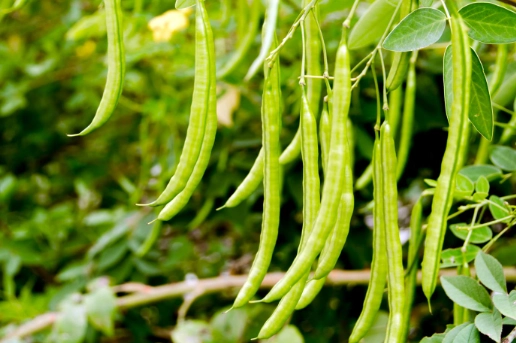 growing green beans in pots growing green beans in pots