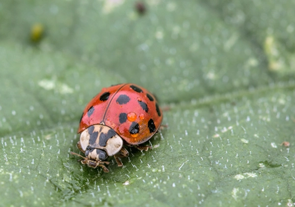 natural aphid control