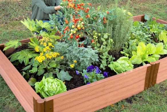 raised bed gardening