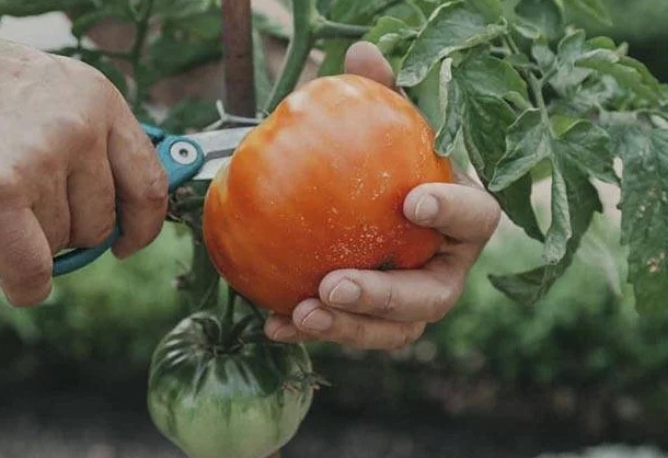 ripening tomatoes off the vine ripening tomatoes off the vine