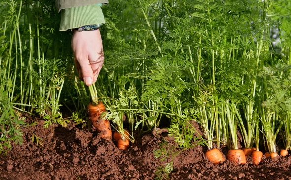 carrot planting time carrot planting time