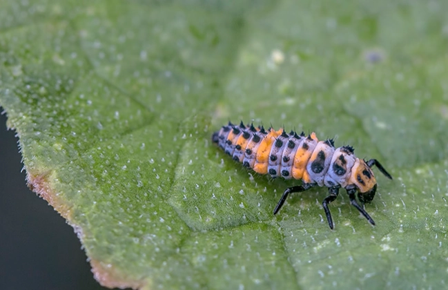 beneficial insects gardening