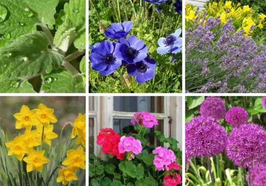 plants deer won't eat