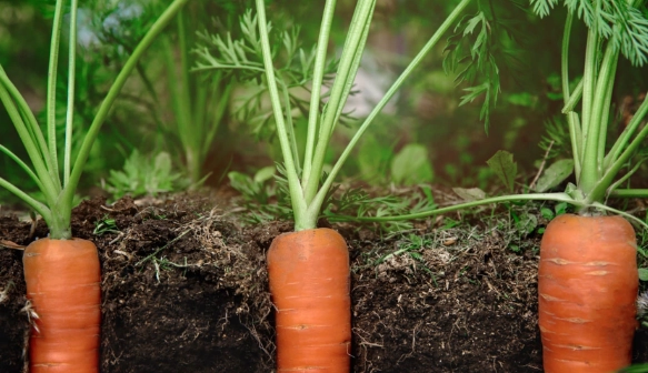 planting carrot seeds