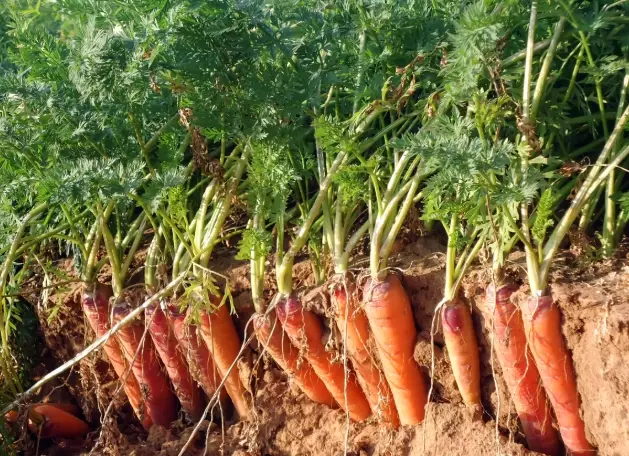 growing carrots