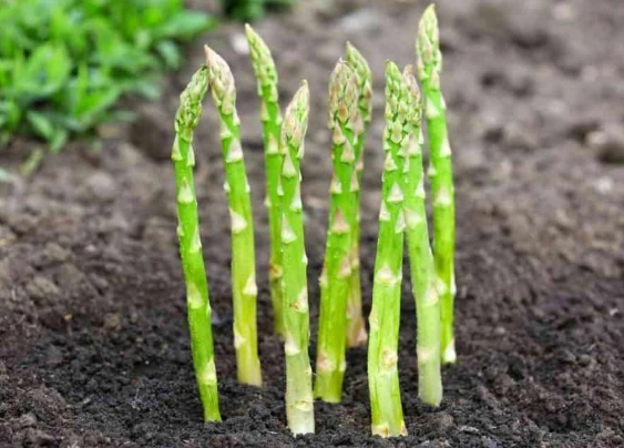 when to plant asparagus when to plant asparagus