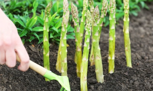 how to plant asparagus how to plant asparagus
