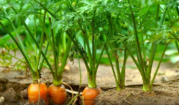 carrot planting time carrot planting time