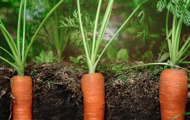 best soil for carrots best soil for carrots