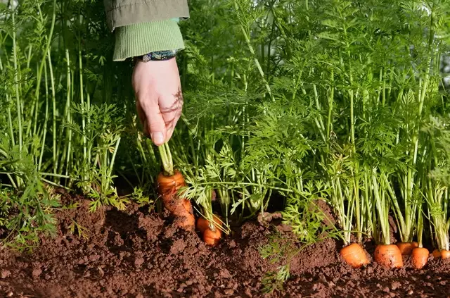 when to plant carrots when to plant carrots